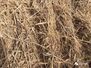 中科院的“超级抗旱草”