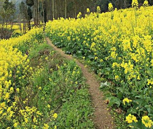 油菜草，Neng打吗？