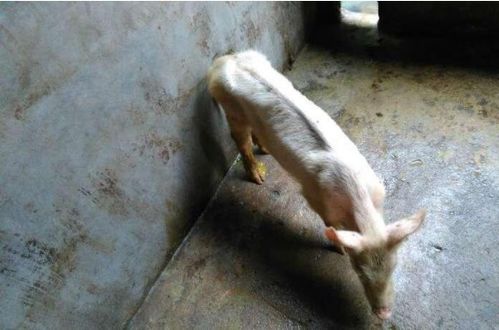 如何避免仔猪料和乳猪料用错，老养殖户有哪些省钱诀窍？
