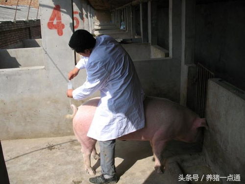 母猪受胎率，输精前这15分钟到底有多关键？