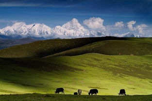 耐寒草种的秘密武器