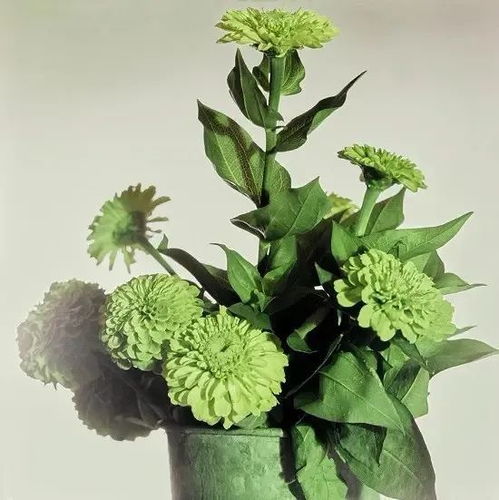 苦苣菜非常绿，爆款花卉新宠