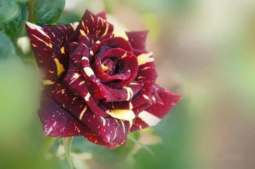 美丽绽放， 朱丽叶月季