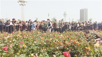 月季景观设计理念