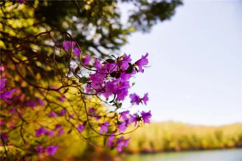 秋天的色彩：十月份的花卉盛宴