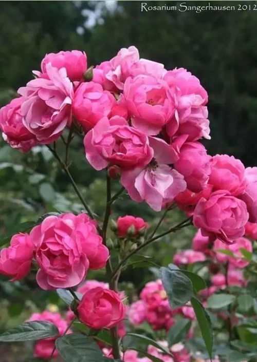 月季树的嫁接技巧