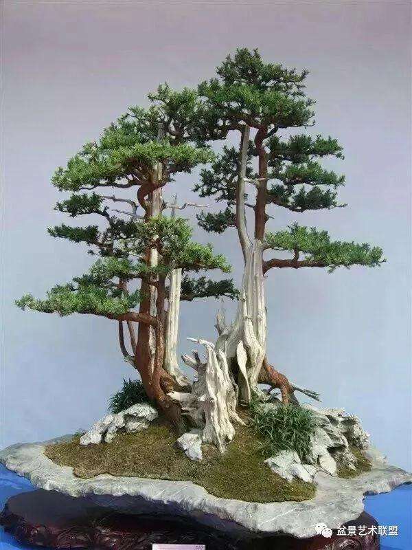 盆景拿弯技术图解