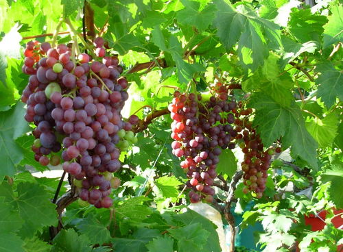 大棚葡萄霜霉病的防治方法