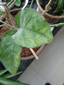 茉莉花叶片发黄招虫怎么办？如何有效防治茉莉黄叶病虫害