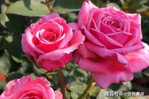 蜜桃雪山月季：粉嫩如蜜桃，香气袭人