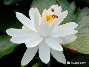 佛莲花开，禅意盎然