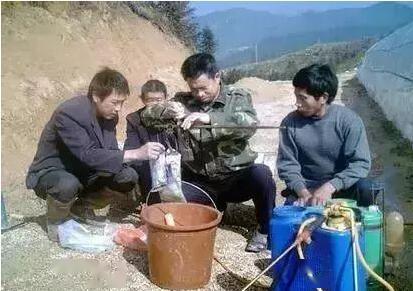 收割后的“杀菌大法”，生姜也害怕！