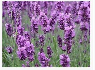 家里嫩种薰衣草吗？
