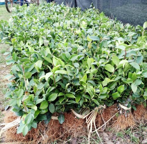 茶油基地：一年生与二年生油茶苗种植指南，亩栽数量、投产时间及产量解析