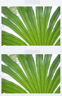 绿色宝藏的奇妙世界