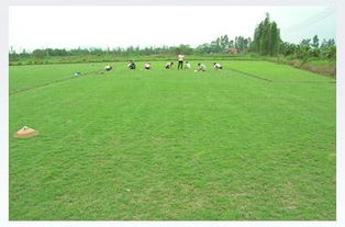 大叶油草：热带草坪， 耐踩踏