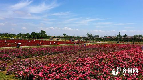 月季花开，义乌的春天来了！