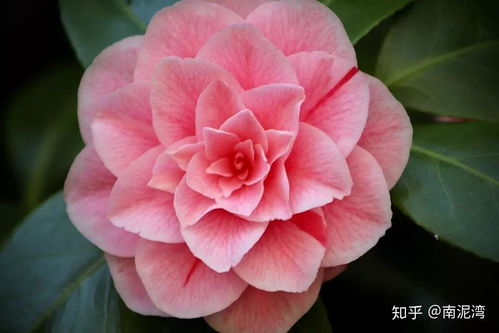 山茶花花包为何突然“裂开”，其中奥秘究竟何在