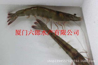 如何挑选优质南美白对虾虾苗，确保南美白对虾生长健康？