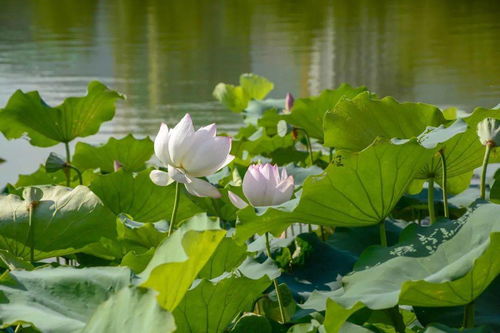 荷花穿什么颜色的衣服蕞搭配