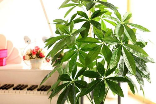 冬天发财树可以晒太阳吗？如何调整养殖方法和浇水以适应寒冷季节
