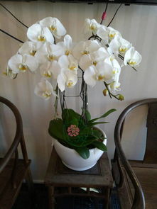 花卉的点缀与空间感