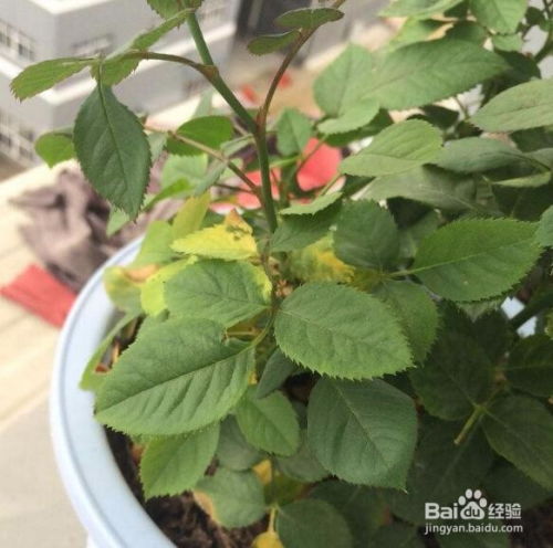 原因五：病虫害