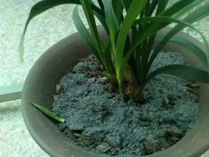 1. 酸性肥料的选择