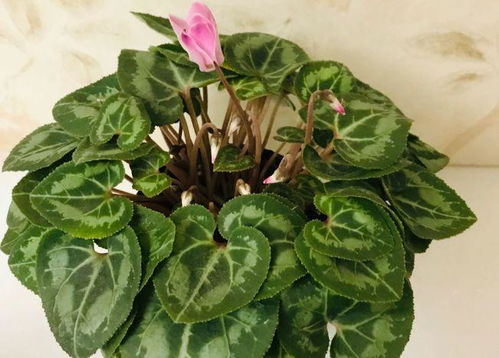 四季海棠为何常招蚜虫？