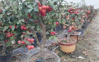 第二步：播种与土壤准备