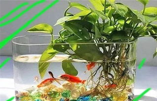 水草对鱼的好处，你了解吗？