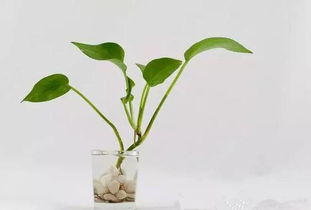 夜间植物的益处