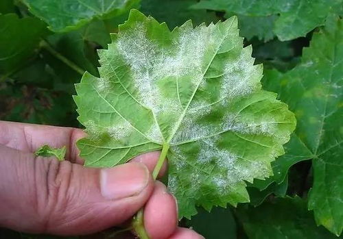 可依尝试！用蛭石固定枝条，每周换水加1滴HB101。