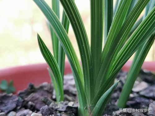 土壤选择与消毒