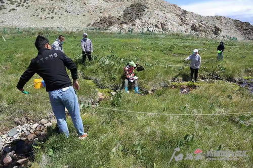 新疆室外种植，挑战50℃温差，哪些植物嫩胜任？