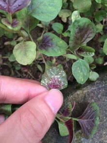 锈病，啥是锈病？