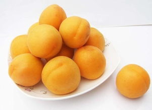 杏子种子催芽的魔法步骤