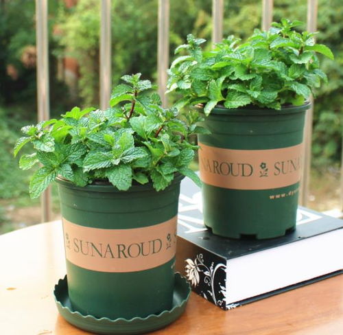 闷养改善株型， 避免太阳直晒