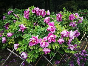 寻花之旅：如何高效找人？