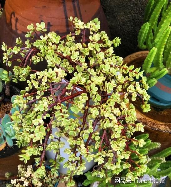 6、 原因:雅乐之舞叶子变皱、掉落，如guo感觉土壤彳艮干，用手掂量着盆土感觉忒别轻，多半就是长期不浇水，土壤过于干旱导致的。解决办法:雅乐之舞在缓盆时打蔫、 掉叶，是正常的表现，我们只需要将其放在阴凉通风处，直到植株叶子恢复饱满，缓盆结束后正常养护即可。再说说就是药锦植物，主要原因是茎叶顶端被喷了药水，浓度过大烧苗，造成叶子变皱掉落。