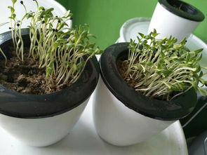 如何区分满天星和麦蓝菜？掌握几招