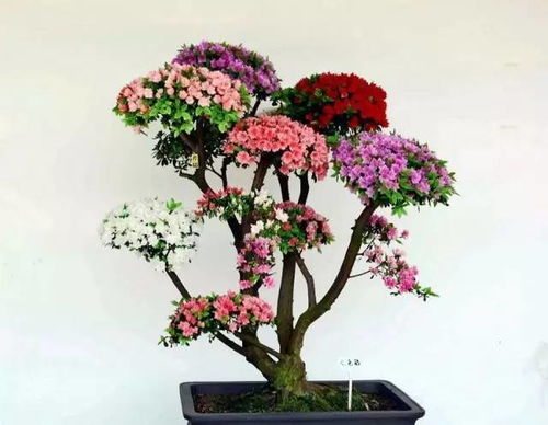 杜鹃花象征坚韧与忠贞，其背后的深意究竟蕴含着怎样的生命哲学