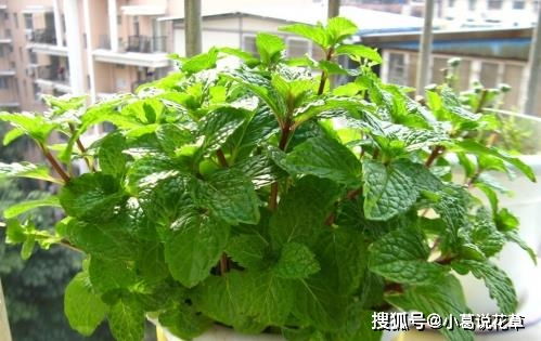 资阳养花适合选什么品种？为何柠檬成为资阳城市名片