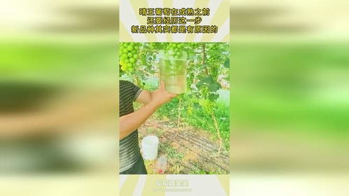 晴王：阳光充足