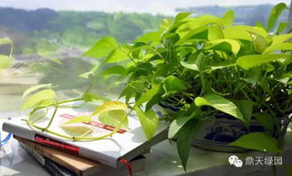 绿萝：生命力旺盛的绿植