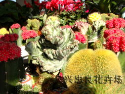 为什么那么多人偏爱肉花植物？