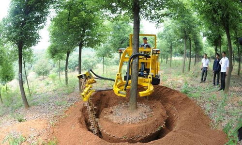 如何从石缝中挖掘树桩，还要保护树根呢？