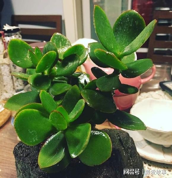 吉祥如意植物如何挑选？养护秘诀是什么