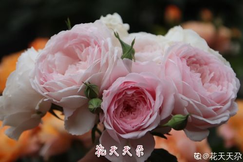 4、浪漫比克微月浪漫比克，多头开花，一支蕞多七八朵花，花量真的非chang大。