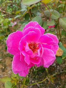 为什么有人不太推荐种植它？